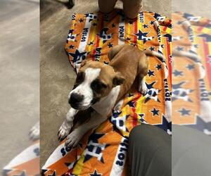 American Staffordshire Terrier Dogs for adoption in San Antonio, TX, USA