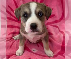 Labrador Retriever-Unknown Mix Dogs for adoption in San Diego, CA, USA