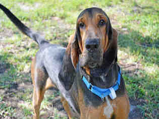 Bloodhound Dogs for adoption in Fort Lauderdale, FL, USA