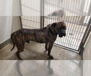 Boxer-Mastiff Mix Dogs for adoption in Jackson, CA, USA