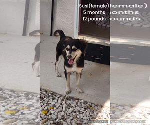 Alaskan Klee Kai-Finnish Lapphund Mix Dogs for adoption in Virginia Beach, VA, USA
