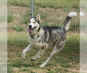 Siberian Husky Dogs for adoption in Sacramento, CA, USA