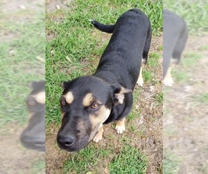 Labrottie Dogs for adoption in Wakefield, RI, USA