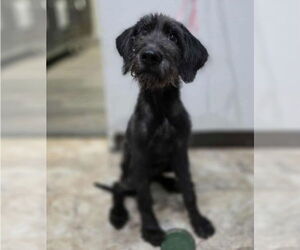 Mutt Dogs for adoption in Lakewood, CO, USA