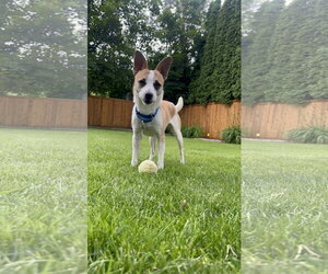Chihuahua Dogs for adoption in Polson, MT, USA