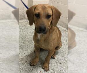 Beagle Dogs for adoption in Conroe, TX, USA