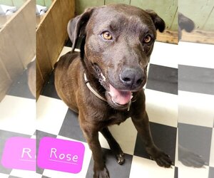 Labrador Retriever-Unknown Mix Dogs for adoption in Rutledge, TN, USA