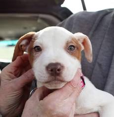 American Staffordshire Terrier-Unknown Mix Dogs for adoption in Denton, MD, USA