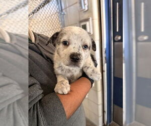 Mutt Dogs for adoption in Corpus Christi, TX, USA