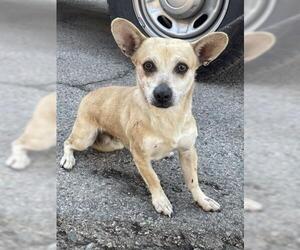 Chihuahua-Unknown Mix Dogs for adoption in Redlands, CA, USA