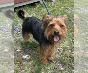 Mutt Dogs for adoption in Greenbelt, MD, USA