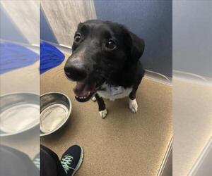 Borador Dogs for adoption in Fort Collins, CO, USA