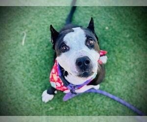 Mutt Dogs for adoption in Orlando, FL, USA