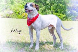 Medium Photo #1 American Pit Bull Terrier-Labrador Retriever Mix Puppy For Sale in Leesburg, FL, USA