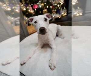 Mutt Dogs for adoption in Euless, TX, USA