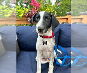 Labrador Retriever-Unknown Mix Dogs for adoption in Rockaway, NJ, USA