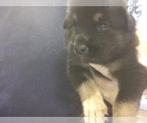 German Shepherd Dog-Unknown Mix Dogs for adoption in Riverside, CA, USA