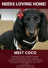 Dachshund Dogs for adoption in Naples, FL, USA