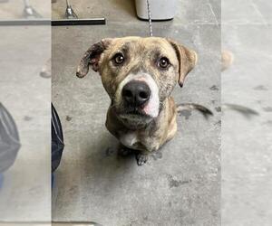 American Pit Bull Terrier Dogs for adoption in Stockton, CA, USA