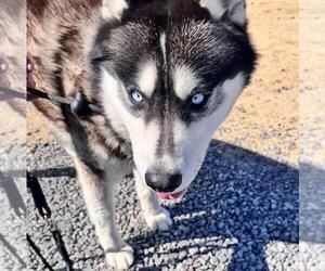 Huskies -Unknown Mix Dogs for adoption in Incline Village, NV, USA