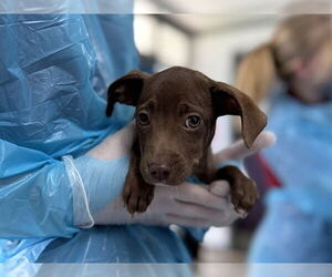 Labrador Retriever-Unknown Mix Dogs for adoption in Raleigh, NC, USA