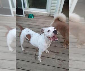 American Bulldog Dogs for adoption in Mechanicsburg, PA, USA