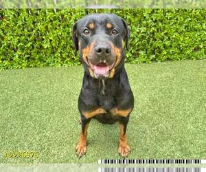 Rottweiler Dogs for adoption in West Palm Beach, FL, USA