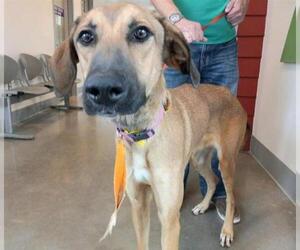 Greyhound Dogs for adoption in Houston, TX, USA