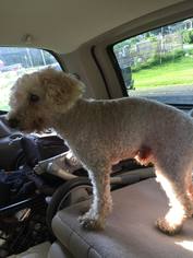 Poodle (Standard) Dogs for adoption in Lewistown, PA, USA