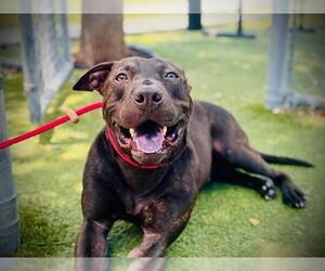 Mutt Dogs for adoption in Orlando, FL, USA
