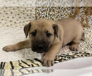 German Shepherd Dog-Unknown Mix Dogs for adoption in HESPERIA, CA, USA