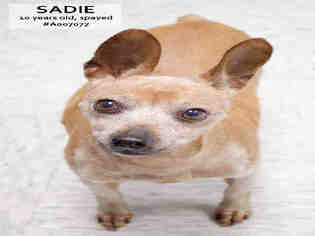 Medium Photo #1 Miniature Pinscher Puppy For Sale in Supply, NC, USA