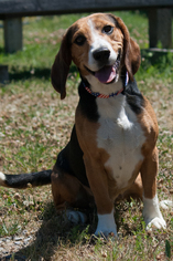 Bagle Hound Dogs for adoption in Potsdam, NY, USA