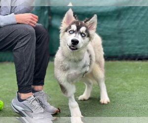 Huskies -Unknown Mix Dogs for adoption in San Diego, CA, USA