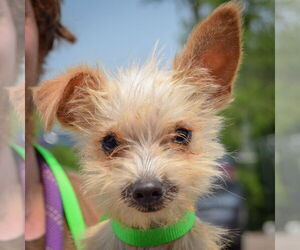 Mutt Dogs for adoption in Huntley, IL, USA