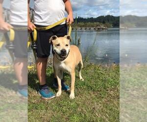 American Pit Bull Terrier-Labrador Retriever Mix Dogs for adoption in Reedsport, OR, USA