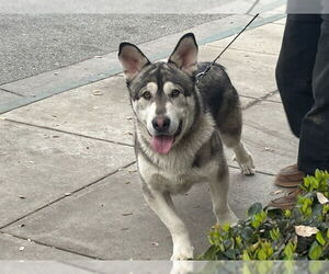 - Mix Dogs for adoption in Pasadena, CA, USA