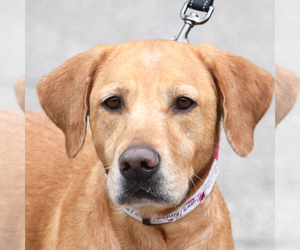 Golden Labrador Dogs for adoption in Huntley, IL, USA