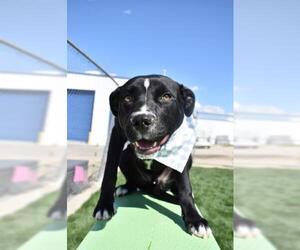 Labrador Retriever-Unknown Mix Dogs for adoption in Bakersfield, CA, USA