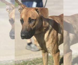 Mutt Dogs for adoption in Rockwall, TX, USA