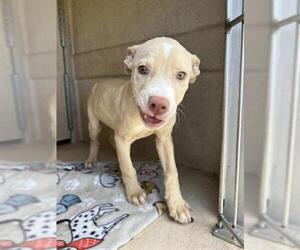 American Pit Bull Terrier-Unknown Mix Dogs for adoption in Oklahoma City, OK, USA