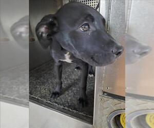 Labrador Retriever-Unknown Mix Dogs for adoption in Texas City, TX, USA