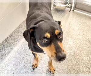 Australian Cattle Dog-Labrador Retriever Mix Dogs for adoption in Houston, TX, USA
