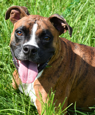 Boxer Dogs for adoption in Nashville, IN, USA