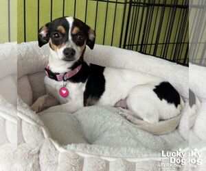 Rat Terrier-Unknown Mix Dogs for adoption in Washington, DC, USA