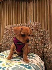 Chihuahua Dogs for adoption in Hockessin, DE, USA