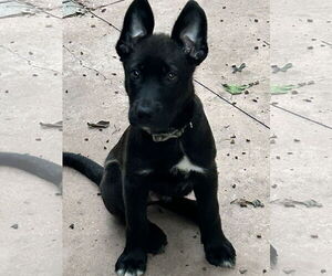 Medium Photo #7 Shepradors Puppy For Sale in Hillsboro, MO, USA