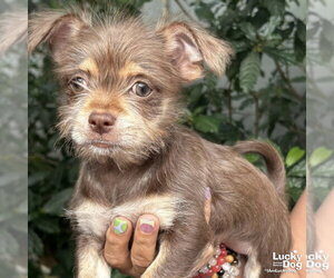 Chihuahua-Unknown Mix Dogs for adoption in Washington, DC, USA