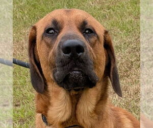 Bloodhound-Unknown Mix Dogs for adoption in Canton, CT, USA