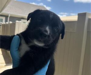 Siberian Husky-Unknown Mix Dogs for adoption in San Antonio, TX, USA